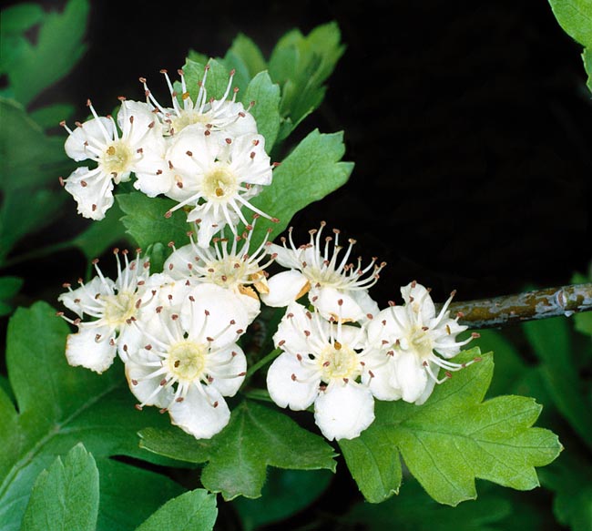 Crataegus monogyna, Rosaceae, Common hawthorn