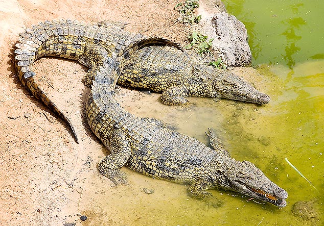 The Crocodylus niloticus is an apex predator fearing only its bigger conspecifics © Giuseppe Mazza