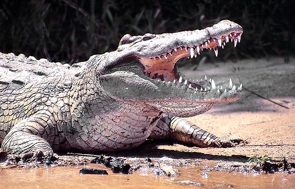 The Nile crocodile is a polyphyodont species. The fallen teeth are renewed at once © Giuseppe Mazza
