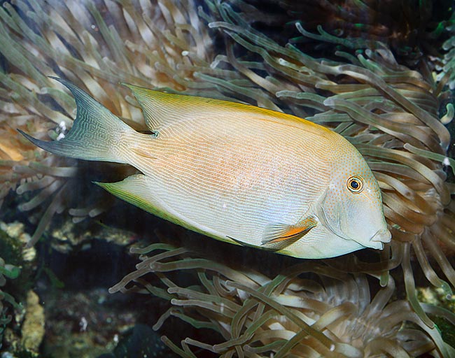 Ctenochaetus striatus, Acanthuridae, Striated surgeonfish