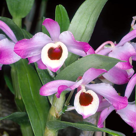  Dendrobium nobile is epiphyte or lithophyte, with 20-70 cm stems and 6-8 cm flowers © Mazza
