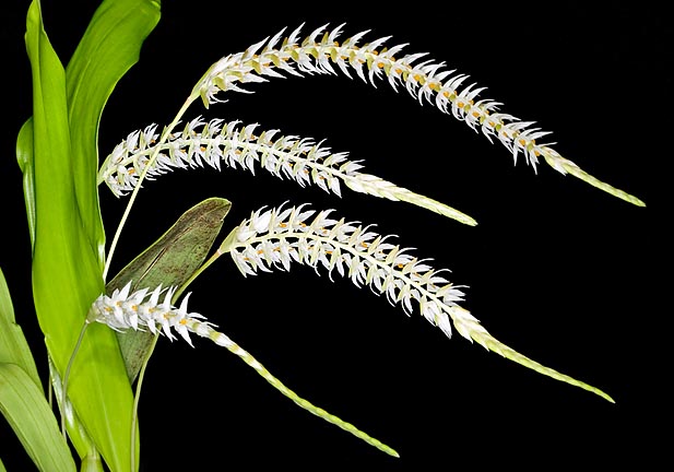 Dendrochilum glumaceum est une épiphyte tropicale à l'inflorescence incurvée de 20 à 50 cm  © G. Mazza