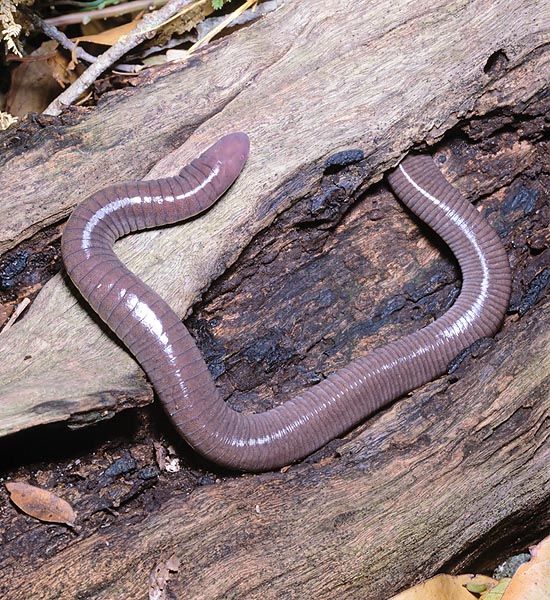 The Dermophis mexicanus lives in the humid soils among vegetal debris © Giuseppe Mazza