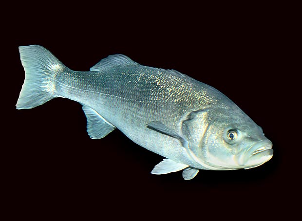 Dicentrarchus labrax, Serranidae, European bass