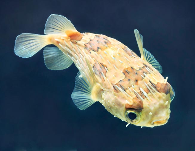 Diodon holocanthus, Diodontidae, Pesce porcospino, Pesce riccio Diodon holocanthus, Diodontidae, Pesce porcospino, Pesce riccio