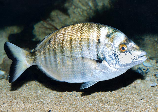 Diplodus puntazzo differs from the other seabreams due to the concave profile of its head © Giuseppe Mazza