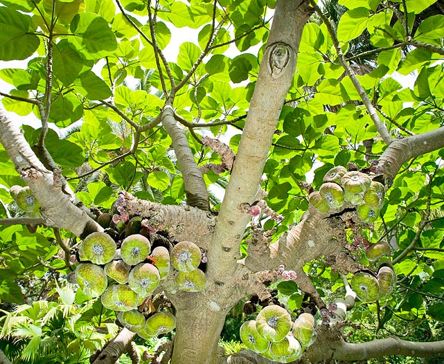 El Ficus auriculata es originario de Asia sur oriental. Alcanza los 10 m con troncos de 45 cm © Giuseppe Mazza