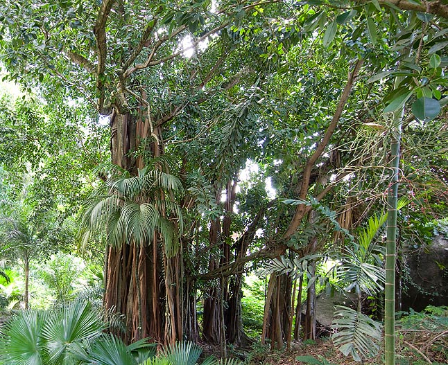 Ficus benghalensis is a 20 m Indian evergreen with many columnar aerial roots © Giuseppe Mazza