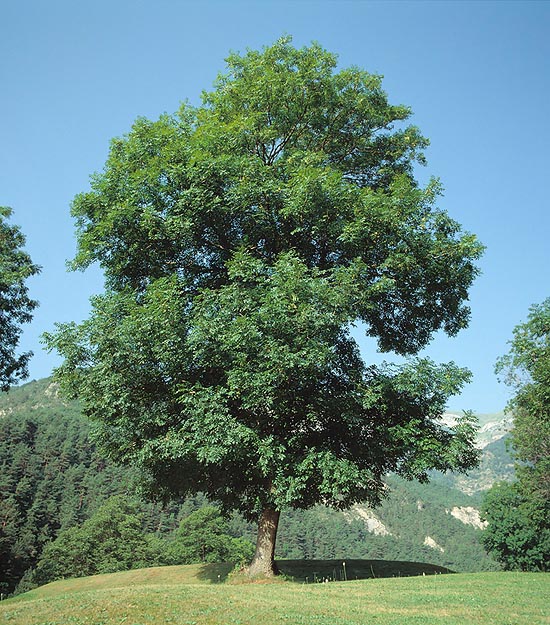 El Fraxinus excelsior alcanza 35 m de altura con un tronco de 1,5 m de diámetro © G. Mazza
