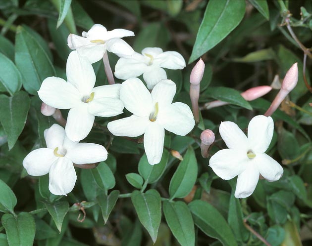 The Jasminum polyanthum is an evergreen climber with even 10 m long rooting branches © Giuseppe Mazza