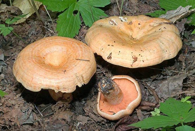 Lactarius salmonicolor is edible and grows in summer and autumn especially under firs © Giuseppe Mazza