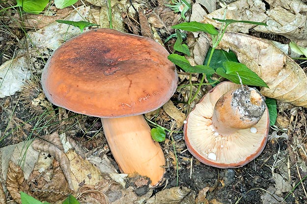 Lactarius volemus is edible, in spite of herring odor lessening while cooking © Giuseppe Mazza