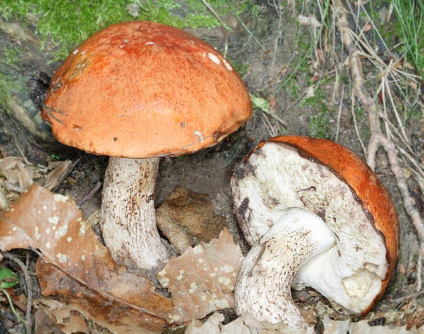 The Leccinum aurantiacum is subglobose first, then hemispheric and almost flat when ripe © G. Mazza
