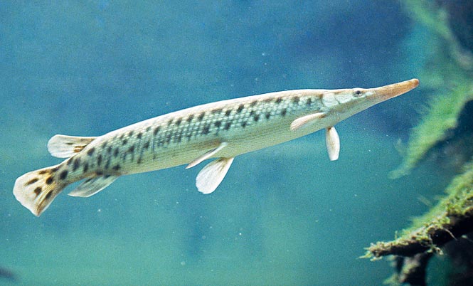 The Lepisosteus osseus is a living fossil, but is not an endangered species © Giuseppe Mazza