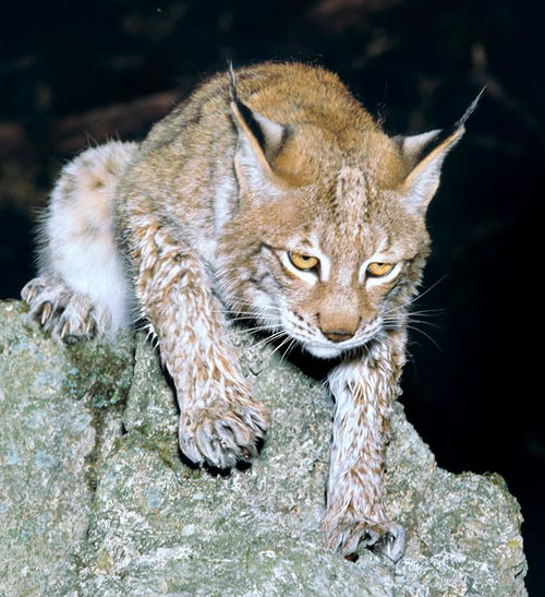 Lince della Siberia centrale. Il Lynx lynx conta 8 sottospecie o razze © Giuseppe Mazza