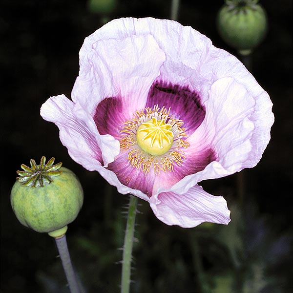 Papaver somniferum spread as pest of cereals and for the narcotic properties © Giuseppe Mazza