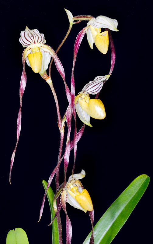Paphiopedilum philippinense is much cultivated but is rare in nature © Giuseppe Mazza