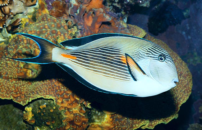 Acanthurus soha, Acanthuridae, Sohal surgeonfish 