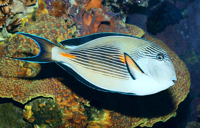 Acanthurus soha, Acanthuridae, Poisson chirurgien zébré Acanthurus soha, Acanthuridae, Poisson chirurgien zébré