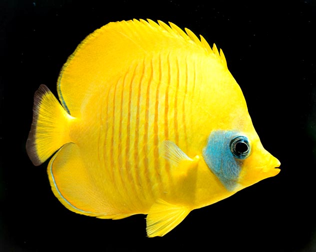 Chaetodon semilarvatus, Bluecheek butterflyfish, Chaetodontidae Chaetodon semilarvatus, Bluecheek butterflyfish, Chaetodontidae