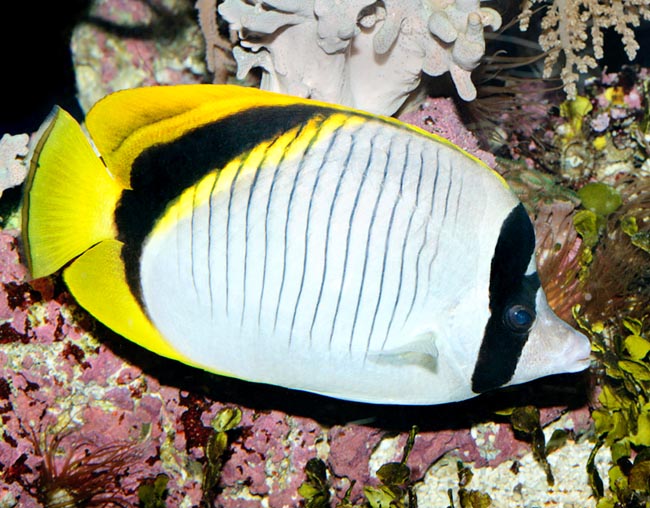 Chaetodon lineolatus, Pesce farfalla rigato, Chaetodontidae Chaetodon lineolatus, Pesce farfalla rigato, Chaetodontidae