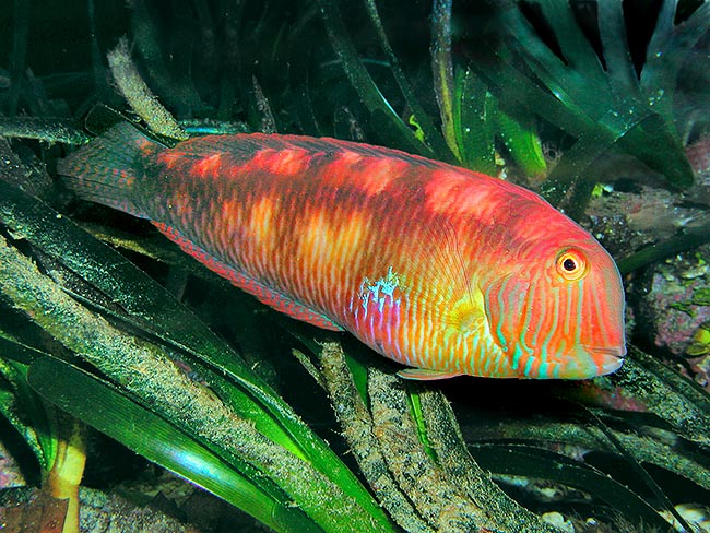 Cleaver wrasse or Pearly razorfish (Xyrichtys novacula) feels the cold and changes sex © Giuseppe Mazza