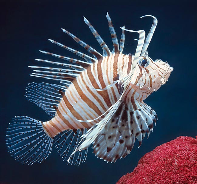 The Red lionfish (Pterois volitans) has many spines connected to venom glands © Giuseppe Mazza