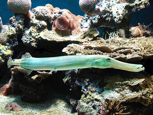 Aulostomus maculatus, Aulostomidae, Caribbean Trumpetfish Aulostomus maculatus, Aulostomidae, Caribbean Trumpetfish
