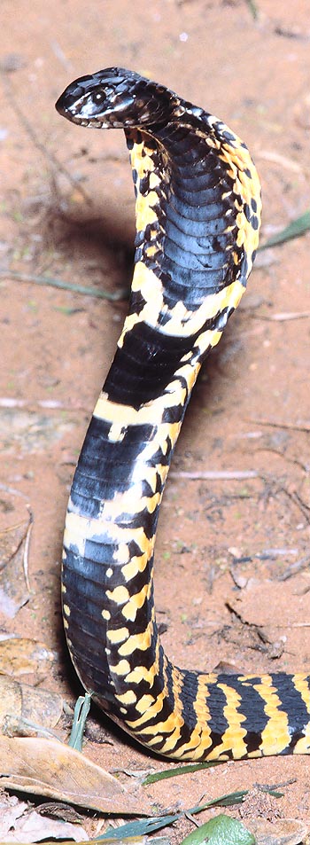 Hemachatus haemachatus