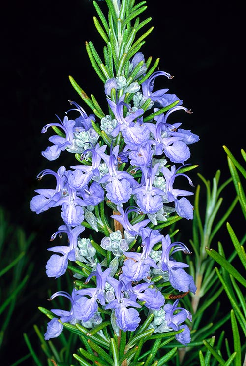 Rosmarinus officinalis, Rosemary, Lamiaceae