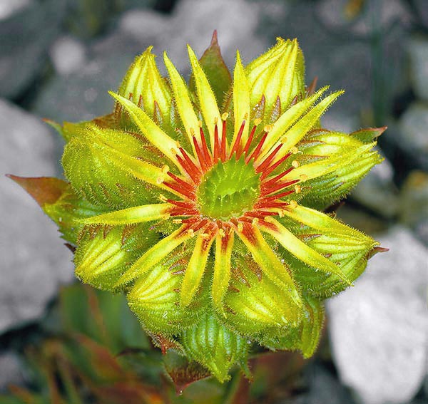 El Sempervivum wulfenii crece hasta los 2800 m, y sorprende por las insólitas flores amarillas © G. Mazza