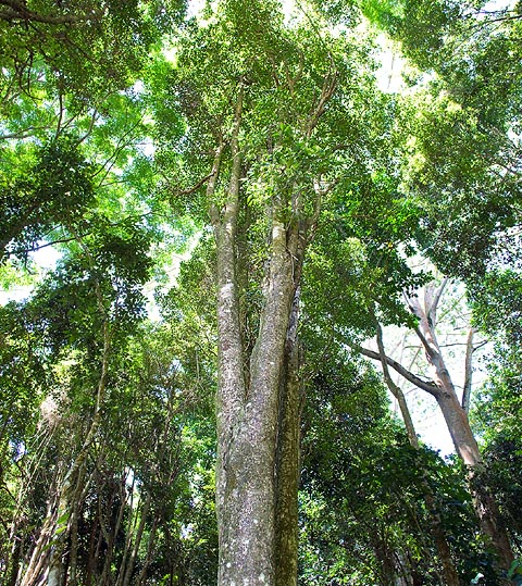 Le Syzygium aromaticum peut dépasser 20 m de haut © Giuseppe Mazza
