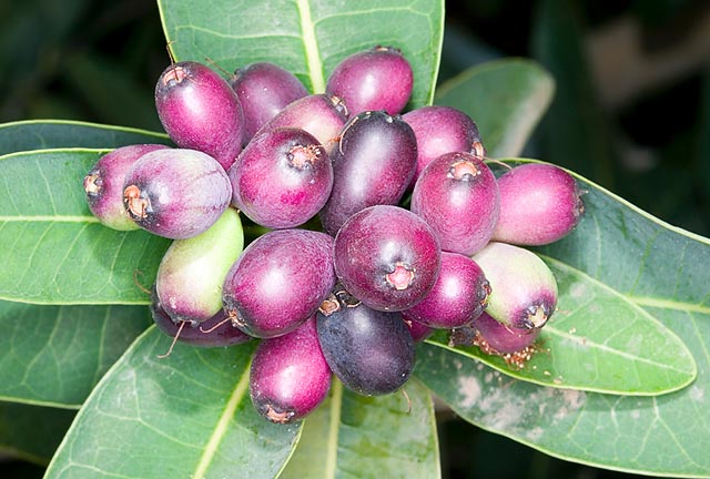 Syzygium cordatum lives in tropical Africa. Edible fruits, elegant inflorescences and medicinal virtues © G. Mazza