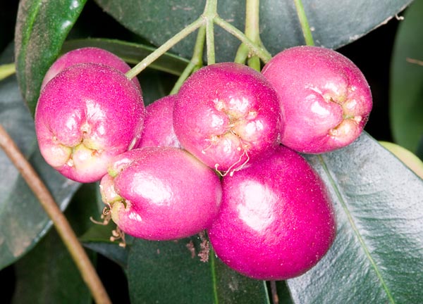 Le Syzygium oleosum est un petit arbre australien au fruit comestible. Il peut vivre aussi en intérieur © Giuseppe Mazza