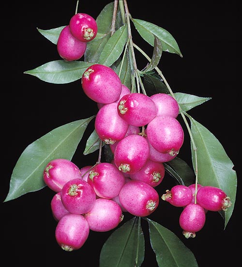 Le Syzygium paniculatum vient d'Australie. Les fruits sont comestibles et décoratifs © Giuseppe Mazza