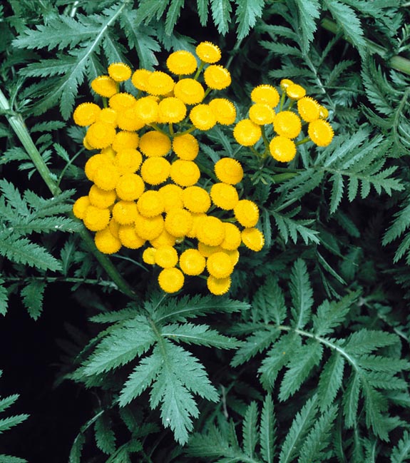 Tanacetum vulgare is a 50-150 cm perennial herbaceous with medicinal virtues © Giuseppe Mazza