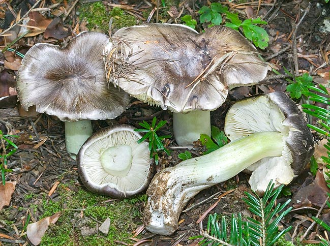 Tricholoma portentosum is a choice edible. In fact, it's named 