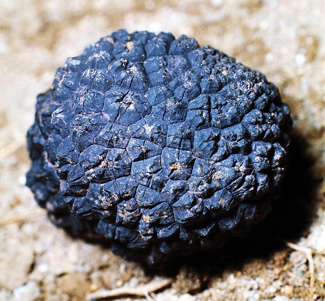 Tuber melanosporum is a prized truffle even if less famous than Tuber magnatum © Giuseppe Mazza
