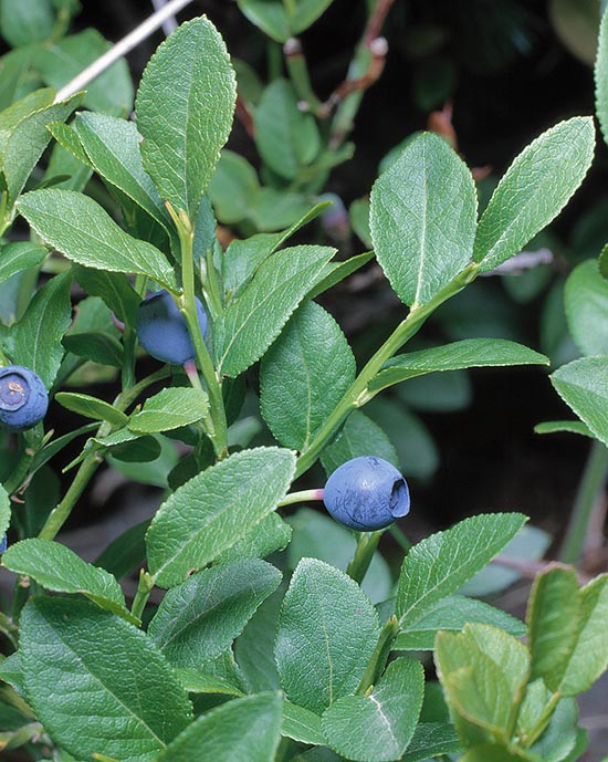 Bog Blueberry Bog Bilberry 300 seeds Vaccinium uliginosum