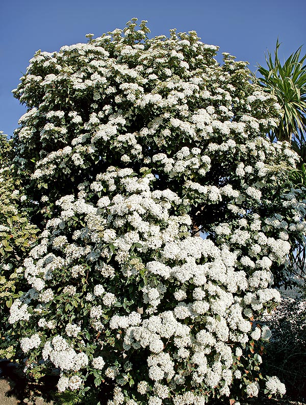 The Viburnum tinus blooms in winter and can be 3 m tall © Giuseppe Mazza