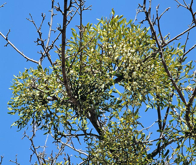 Viscum album, Santalaceae, common mistletoe