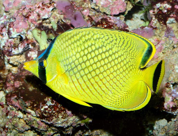 Chaetodon rafflesii, Latticed butterflyfish, Chaetodontidae Chaetodon rafflesii, Latticed butterflyfish, Chaetodontidae