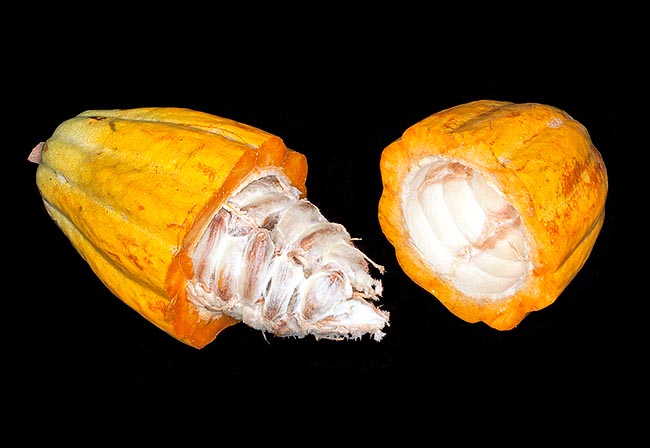 Le cacao est extrait des graines, entourées d'une pulpe comestible © Giuseppe Mazza
