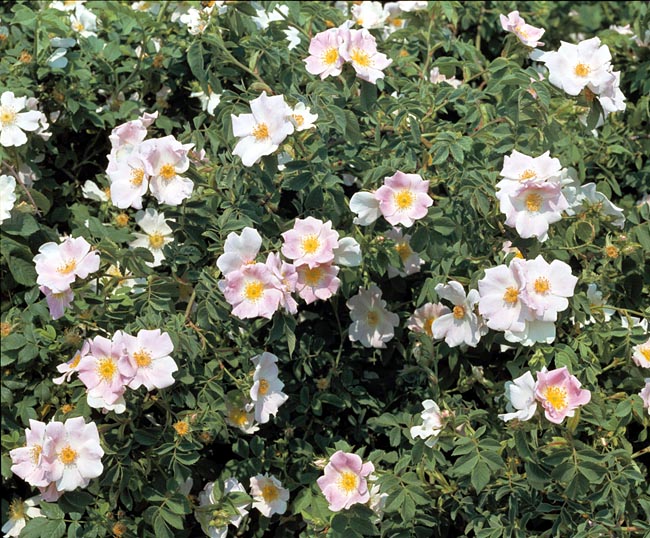 Rosa canina, Rosaceae. rosa selvatica comune