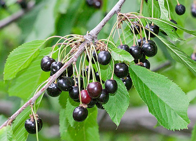 Wild cherry (Prunus avium) is spontaneous in Europe. It exceeds 20 m but doesn't live long © Giuseppe Mazza