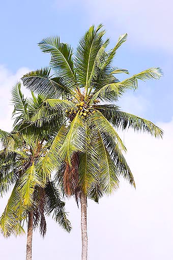 Cocos nucifera is the most common tropical palm © Mazza