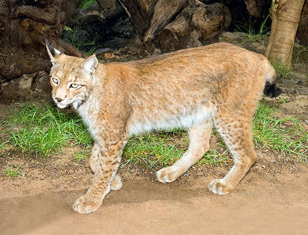 The body of the Eurasian lynx is short. The tail is stubby with black tip © Giuseppe Mazza