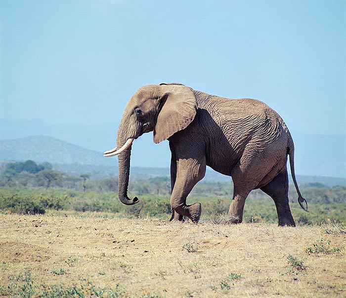 Loxodonta africana, Elephantidae, elefante africano