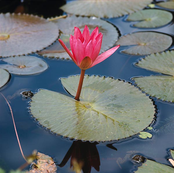 Nymphaea rubra flower, even 15 cm broad, opens only by night, for 4 days © Giuseppe Mazza