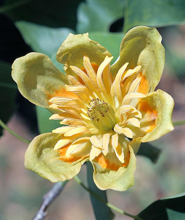 Las flores hermafroditas develan el parentesco con las magnolias y evoca la forma de un tulipán © Mazza
